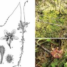 Image result for Xylopia katangensis