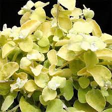 Image result for Helichrysum lineare