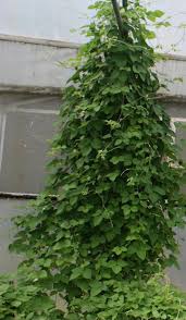 Image result for Macrotyloma africanum