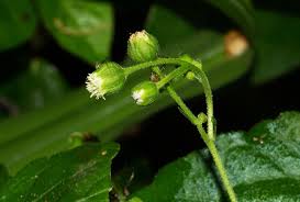 Image result for Adenostemma viscosum