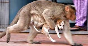 Redigerad av linn moberg (@linnmobergg). Apan Kidnappar Valpen Pa Gatan Det Apan Gor Med Valpen Lamnar Alla I Chock Nuntium Se