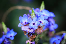 Image result for Eranthemum pulchellum