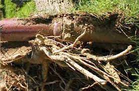 Tree Roots Damaging Sewer Pipes Tree Roots Sewer Roots