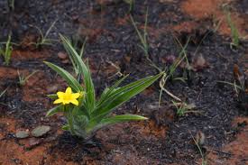 Image result for Hypoxis hemerocallidea