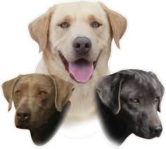 The Creekside Kennel Breeders Is A Quality Breeder Of Akc Registered English Style Labrador Retrievers Located In Southeastern North Carolina We Breed Th Hunde