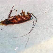 .notorious for apartment dwellers our initial inspection will reveal what pest problems are potentially in the building especially when treating individual condo or apartment units and then we use our 10 step pest american cockroach service without using indoor sprays. Sample Complaint Letter To Landlord Or Apartment Manager For Roaches Dengarden