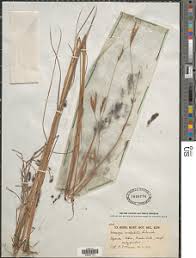 Image result for Andropogon canaliculatus