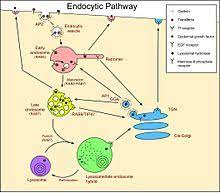 Maybe you would like to learn more about one of these? Lysosome Wikipedia