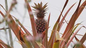 The red hibiscus flowers are symbolic of the many varieties that bloom in the nation. Antigua Black Pineapple Farm At Stock Footage Video 100 Royalty Free 1015382890 Shutterstock