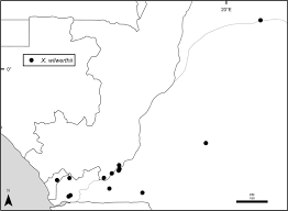 Image result for Xylopia wilwerthii