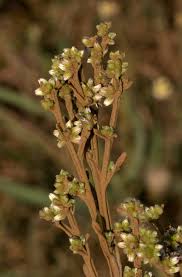 Image result for Neojeffreya