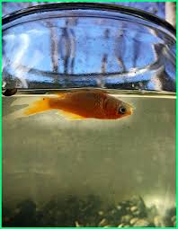 Ikan koi adalah ikan hias yang dinikmati karena keindahan warna tubuhnya. Kenapa Ikan Mas Koki Mudah Mati Di Akuarium Apa Penyebabnya Dunia Fauna Hewan Binatang Tumbuhan Dunia Fauna Hewan Binatang Tumbuhan