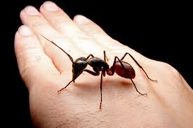 超巨大！ギガスオオアリ : ありんこ日記 AntRoom