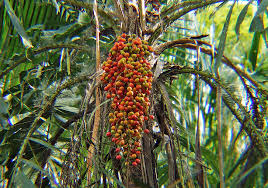 Image result for Aiphanes horrida