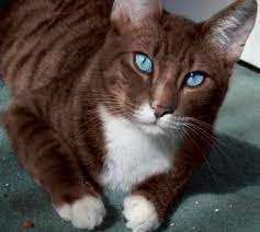 Who will be the next kitty with interesting. Beauty Brown Cat Fluffy Animals Cat With Blue Eyes