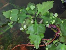 Image result for Ceratopteris