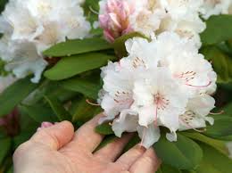 Damit Rhododendren Schon Wachsen Und Prachtig Gedeihen Sind Der Richtige Pflanz Zeitpunkt Und Die Pflege Besonders Wichti Pflanzen Garten Design Gruner Garten