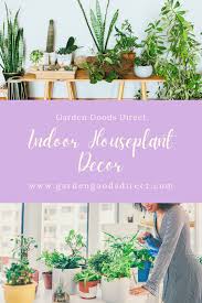 Live Indoor Houseplants For Sale Online In 2020 Houseplants Indoor Houseplants Plant Sale