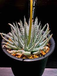 Aloe florenceae (アロエ フロレンシア) - 栽培マンのハオルチアBlog
