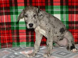 Maybe you would like to learn more about one of these? Great Dane Petland Dunwoody Puppies For Sale