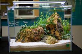 Kaya Dekor Sade Akvaryum Acquario Acqua