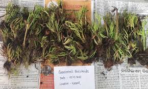 Image result for Ceratopteris thalictroides