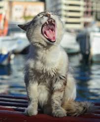 They clearly evolved to eat meat. Keeping Teeth Clean And Healthy Pet Age
