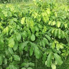 Image result for Khaya anthotheca