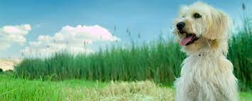 Offering pet grooming services for dogs and cats and pet grooming courses and classes. Home Paws Pet Grooming