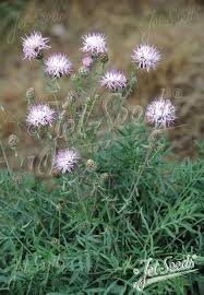 Image result for Stoebe