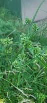 Image result for Eragrostis caespitosa