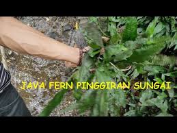 Maybe you would like to learn more about one of these? Panen Java Fern Kadaka Liar Youtube