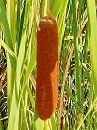 Image result for Typha capensis