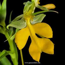 Image result for Habenaria humilior