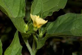 Image result for Physalis angulata