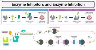 Enzyme Inhibitors- Competitive, Noncompetitive, End-product inhibition