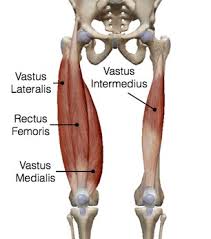 They form the main bulk of the thigh, and collectively are one of the most powerful muscles in the body. Quadriceps Muscle Origin Insertion Action Exercise