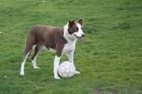 Red Short Hair Border Collie Red Border Collie Border Collie Art Border Collie