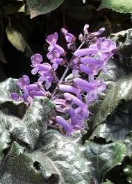 Plantplacenursery | 🗣️ We'Re Having Another Sale! ⭐️ Mona Lavender 1  Gallons $3! ⭐️ Lantana 1 Gallons $3! Friday - Sunday Only. Both Plants... |  Instagram