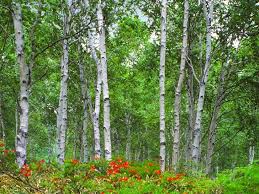 八千穂高原 日本一の白樺群生地 北八ヶ岳の東麓に広がる長野県佐久穂町 八千穂高原 その一角に200haに50万本の白樺 林があり 近くには28haの八千穂高原自然園 八千穂レイクがあります 八千穂高原の白樺林は 日本一の白樺群生地 とpr 初夏にはヤマツツジ