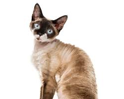 Devon Rex Kedi resmi
