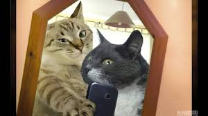 Video Kucing Lucu Bikin Ngakak Sedang Selfie Youtube Bergerak Kucing Lucu 1280x720 Download Hd Wallpaper Wallpapertip