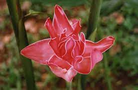 The Extreme Beauty Of The Amazon Rainforest In 50 Stunning Photos Rainforest Flowers Amazon Flowers Globe Flower