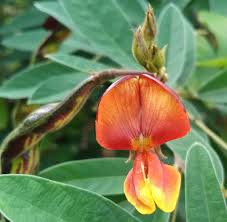 Image result for Cajanus cajan