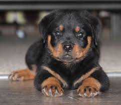Rottweiler puppies for sale in texas, tx from an experienced, trustworthy, award winning breeder. Rottweiler Puppies Pets And Animals For Sale Texas