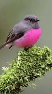 Birds Chirping In The Morning Islam Pin On Beautiful Birds