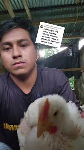 Plan De Alimentación Para 100 Pollos Cobb 500