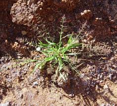 Image result for Eragrostis phyllacantha