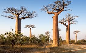 Image result for Adansonia digitata