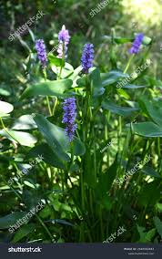 Image result for Pontederiaceae